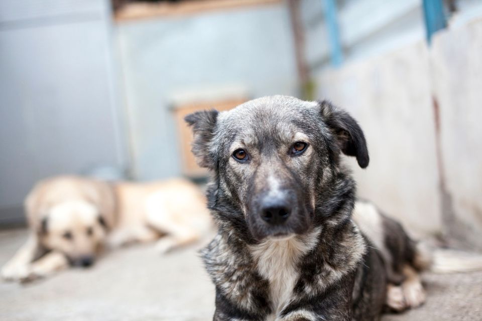 Familienhund Peppa einfach ausgesetzt in Aachen