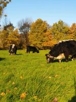 Mutterkuhbetrieb sucht Weiden, Dauergrünland zur Bewirtschaftung Nordrhein-Westfalen - Übach-Palenberg Vorschau