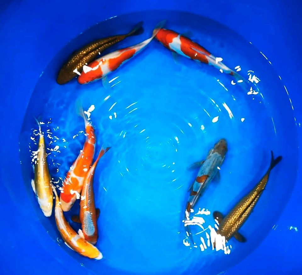 Koi Tosai/Nisai/Sansai Yoshikigoi in Kreba-Neudorf