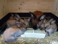 Verkaufe Kaninchen Satin thüringerfarbig Sachsen - Heidenau Vorschau