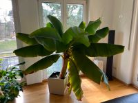 Bananenpflanze groß mit Lechuza Topf Dresden - Blasewitz Vorschau