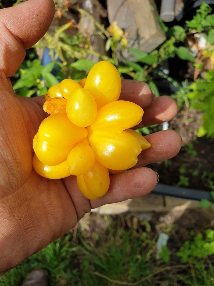 Tomatensamen 100 Sorten, Eigene Ernte, aus dem eigenen Garten in Leipzig