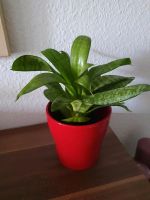 Zwergbogenhanf-Sansevieria trifaciata hahnii. Essen - Altenessen Vorschau