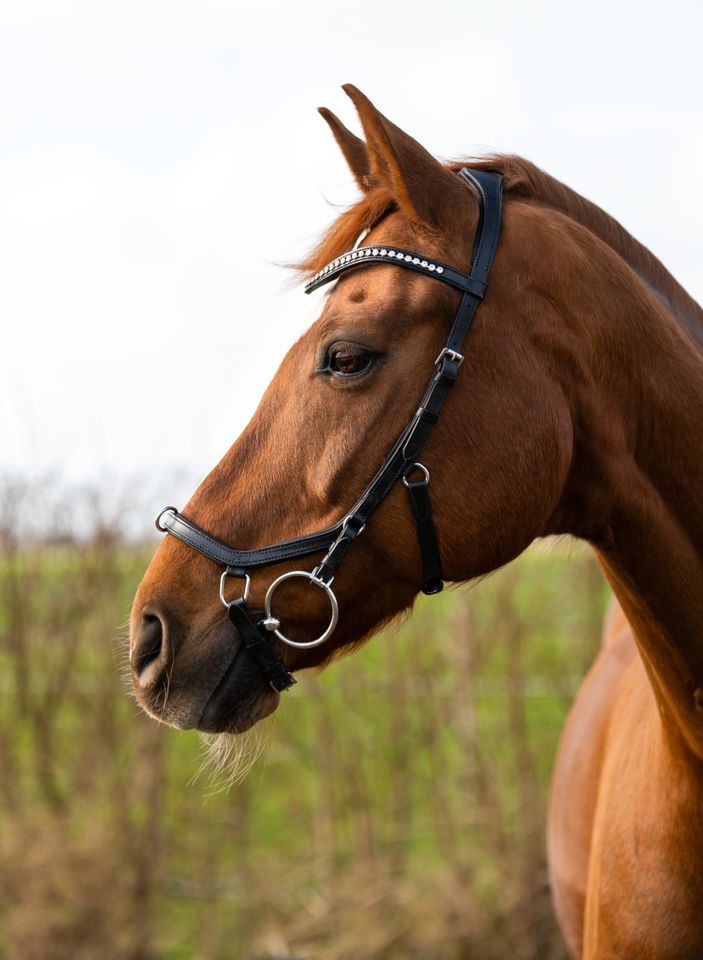 Anatomische TRENSEN Micklem Nachbau 49,95 pony, vb, wb & kb NEU! in Rehburg-Loccum