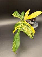 Philodendron Florida Beauty bewurzelten Stammsteckling Nordrhein-Westfalen - Havixbeck Vorschau