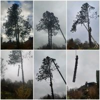 Baumfällung Baumpflege Totholz entfernung Niedersachsen - Hanstedt Vorschau