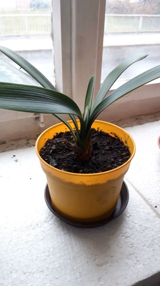 Zimmer Klivie - Clivia  - verschiedene Pflanzen ab 8 € in Hainichen