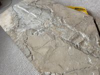 Fossil in Marmor sehr repräsentativ teilpräpariert Decor Hamburg-Mitte - Hamburg Altstadt Vorschau