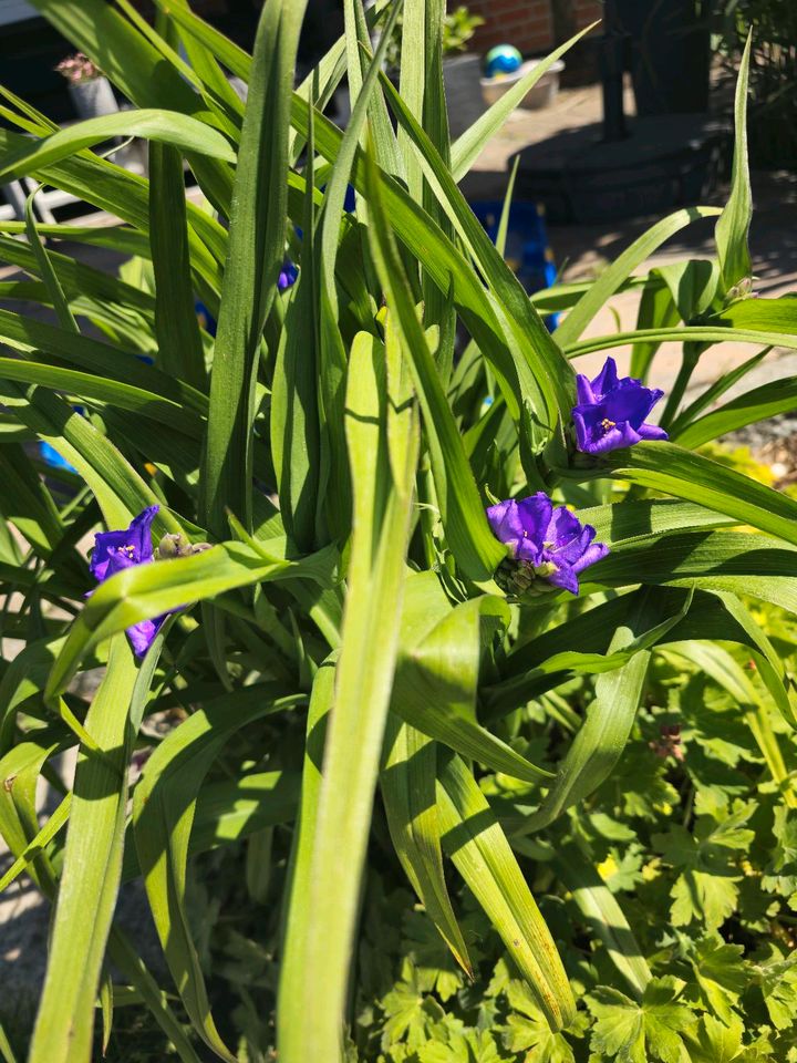 Grosse Dreimaster-Stauden lila-blau in Uelzen