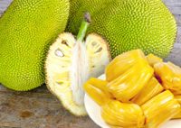 Jackfruit Pflanzen und Samen zu Verkaufen Berlin - Spandau Vorschau
