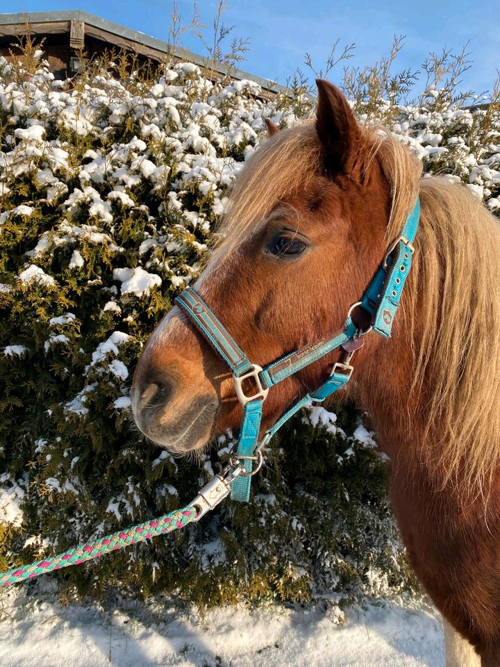 Ponywallach 10 Jahre, ca 120 cm in Ahrensfelde