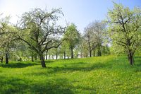 Suche: Obstwiese, Streuobstwiese, Grünland Hessen - Friedrichsdorf Vorschau