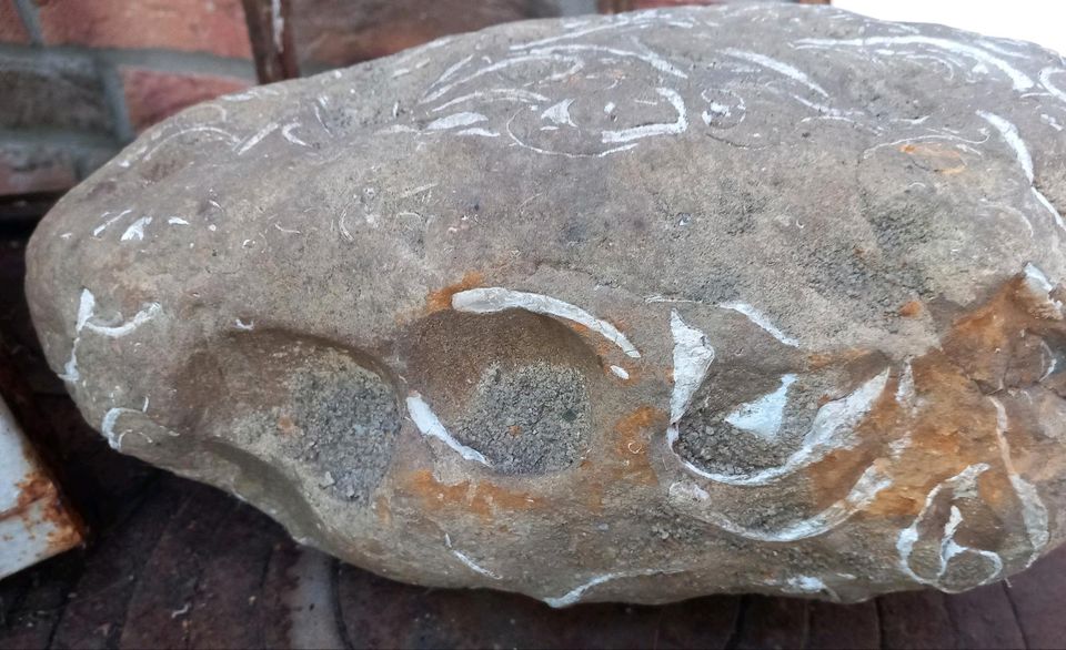 Versteinerte Muschelschalen Stein Deko Maritim in Elmshorn