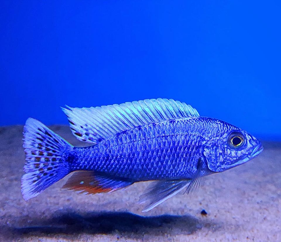 Scianochromis fryeri Iceberg o. Hybrid Malawi nonmbuna in Gützkow