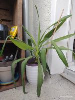 Yucca Palme | Ø 18cm, H30 cm (mit oder ohne Übertopf) Berlin - Neukölln Vorschau