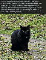 Arme/r schwarze/r Kater/ine Thüringen - Erfurt Vorschau