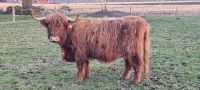 Highland Cattle, Schottisches Hochlandrind, Mutterkuh Niedersachsen - Harsefeld Vorschau