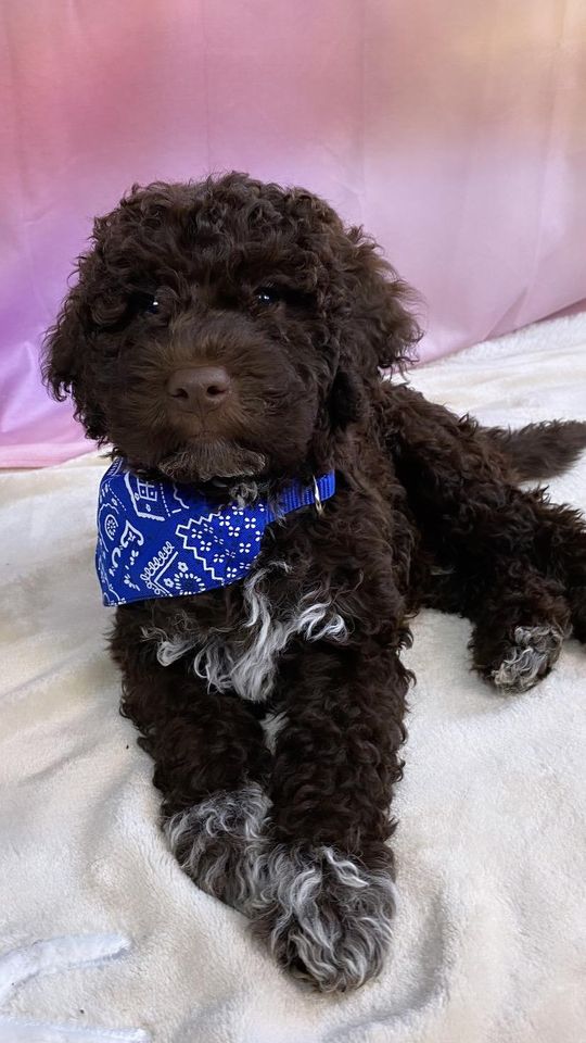 Lagotto Romagnolo/italienischer Wasserhund/Trüffelsuchhund in Bad Frankenhausen/Kyffhäuser