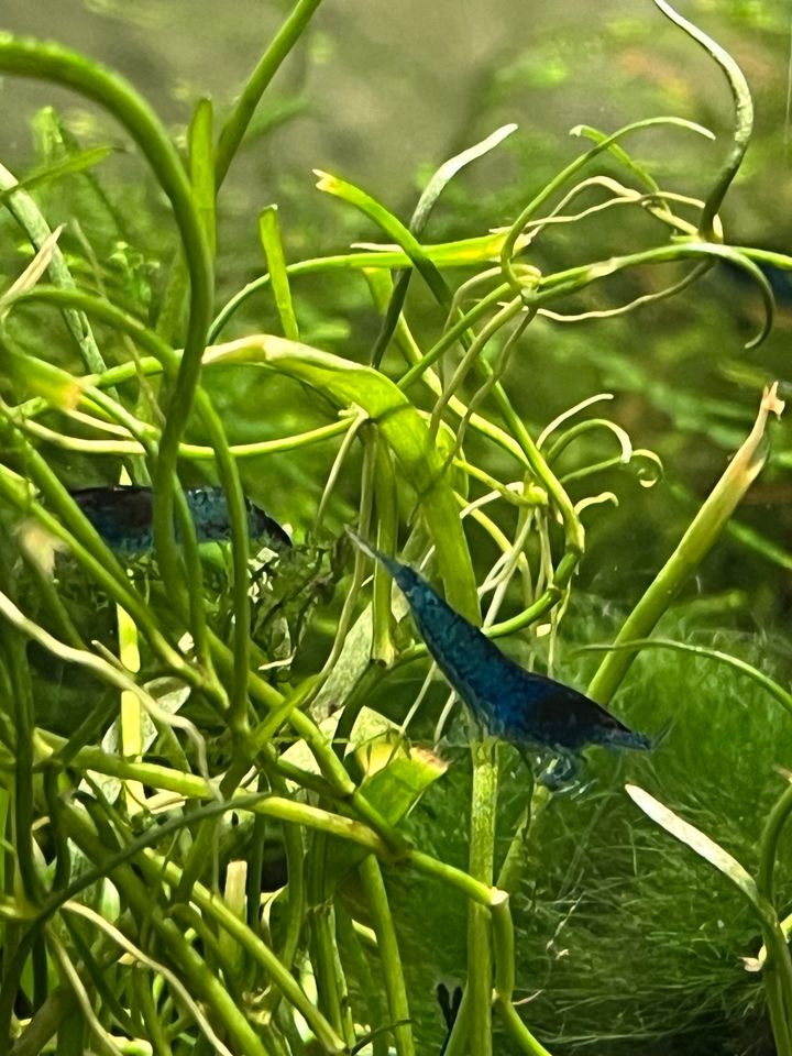 Neocaridina David tolle blaue Garnelen in Lindlar