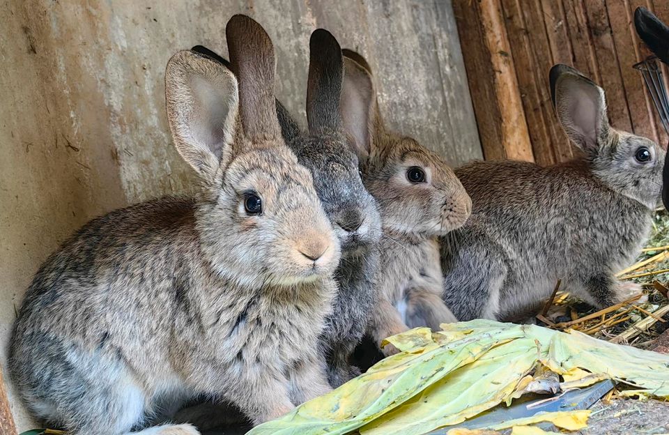 3 Kaninchen (1x schwarz 2x braun) in Köln