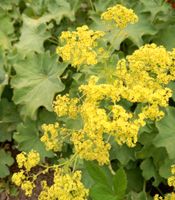 Winterharter Frauenmantel, Staude, Gartenblume Vorpommern-Rügen - Landkreis - Sundhagen Vorschau