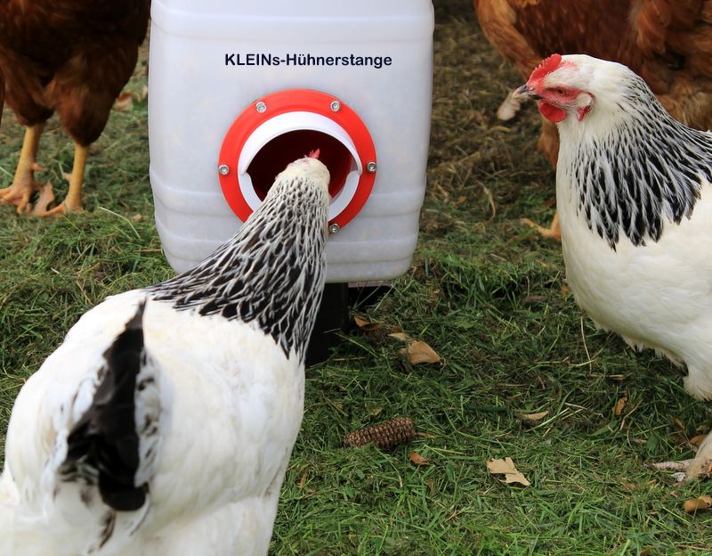 KLEINs Hühnerstange Tränke Futterspender Küken Hühner Stall in Göcklingen