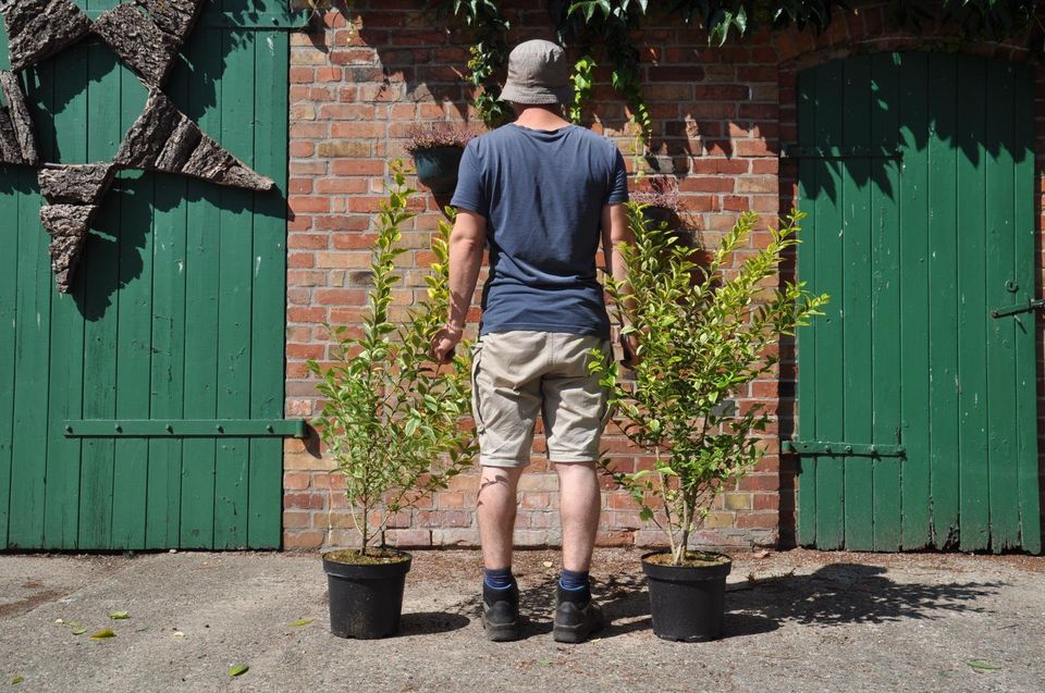 Goldliguster Ligustrum ovalifolium 'Aureum' Hecke Pflanze Garten in Wrist