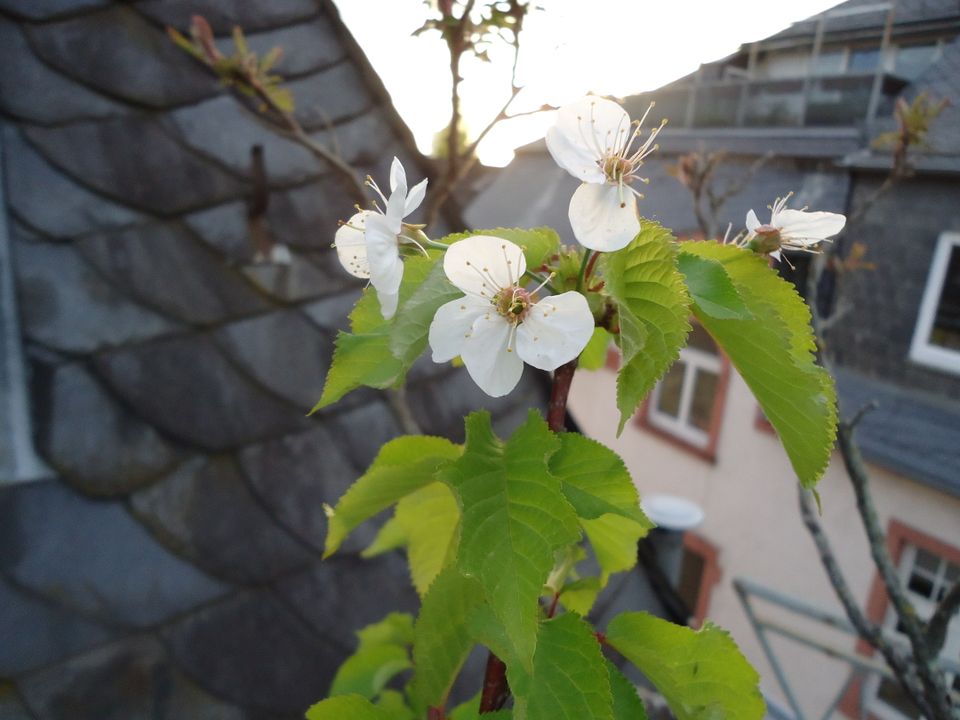 Süßkirsche Vogel-Kirsche Prunus avium Obstbaum 2,50 m hoch in Frankfurt am Main