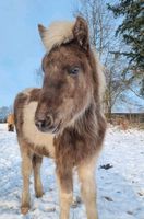 Wunderschöne Stute Islandpferd Jährling Hessen - Nidda Vorschau