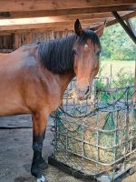 Heuraufe für Pferde Nordrhein-Westfalen - Emsdetten Vorschau