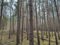 Wald zu verkaufen Ludwigslust - Landkreis - Ludwigslust Vorschau