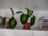 Pflanze Dieffenbachia Hessen - Wiesbaden Vorschau