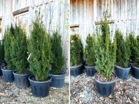 Taxus media 'Hicksii' Eibe (Bechereibe) | Bayernhecke" Baden-Württemberg - Ingoldingen Vorschau