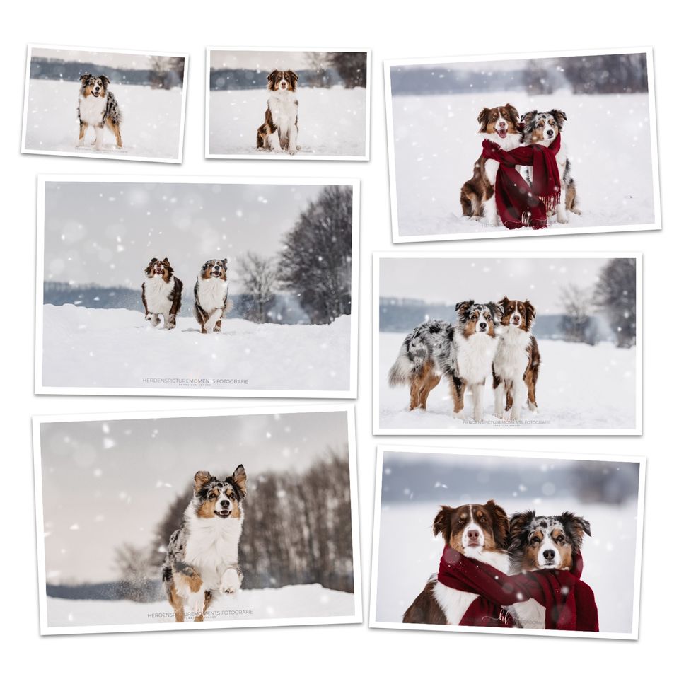 Hundeshooting/Fotoshooting/Vierbeiner in Lengede