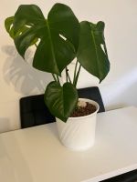 monstera pflanzen Baden-Württemberg - Mannheim Vorschau