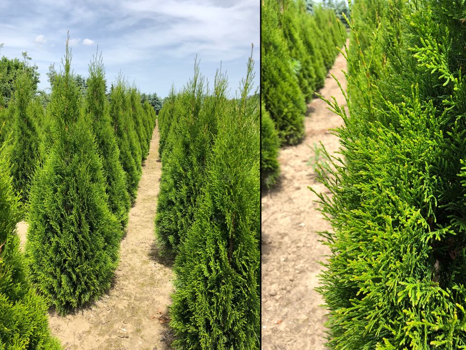 Lebensbaum Thuja occidentalis 'Smaragd' 220-240 cm | Bayernhecke' in Wasserburg am Inn