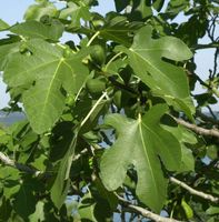 Feigenbaum Bornholms Diamant 40-60cm - Ficus carica Niedersachsen - Bad Zwischenahn Vorschau