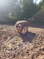 Wollschwein, schwalbenbäuchiger Mangalica Eber, nicht kastriert Rheinland-Pfalz - Ormont Vorschau