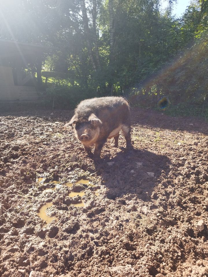 Wollschwein, schwalbenbäuchiger Mangalica Eber, nicht kastriert in Ormont