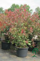 Glanzmispel 'Red Robin' / Photinia fraseri 'Red Robin' 100-120cm. Niedersachsen - Wietmarschen Vorschau