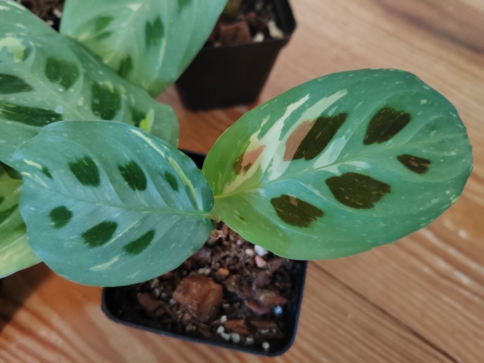 Maranta Leuconeura Kerchoveana Variegata Jungpflanzen in Hamburg