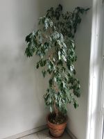 Ficus Benjamini Köln - Mülheim Vorschau