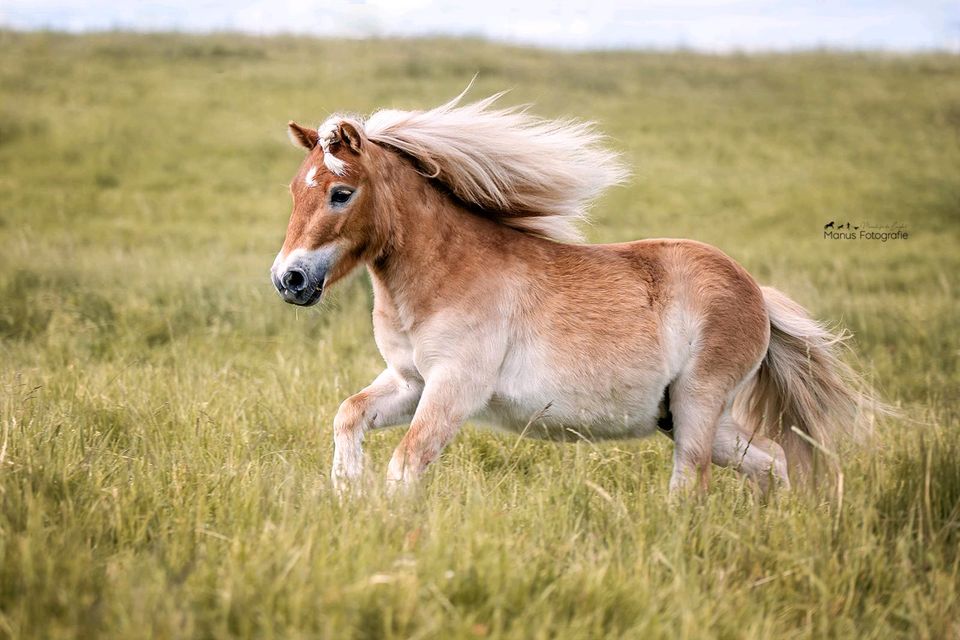 Spazieren gehen mit Ponys :) in Schwaigern