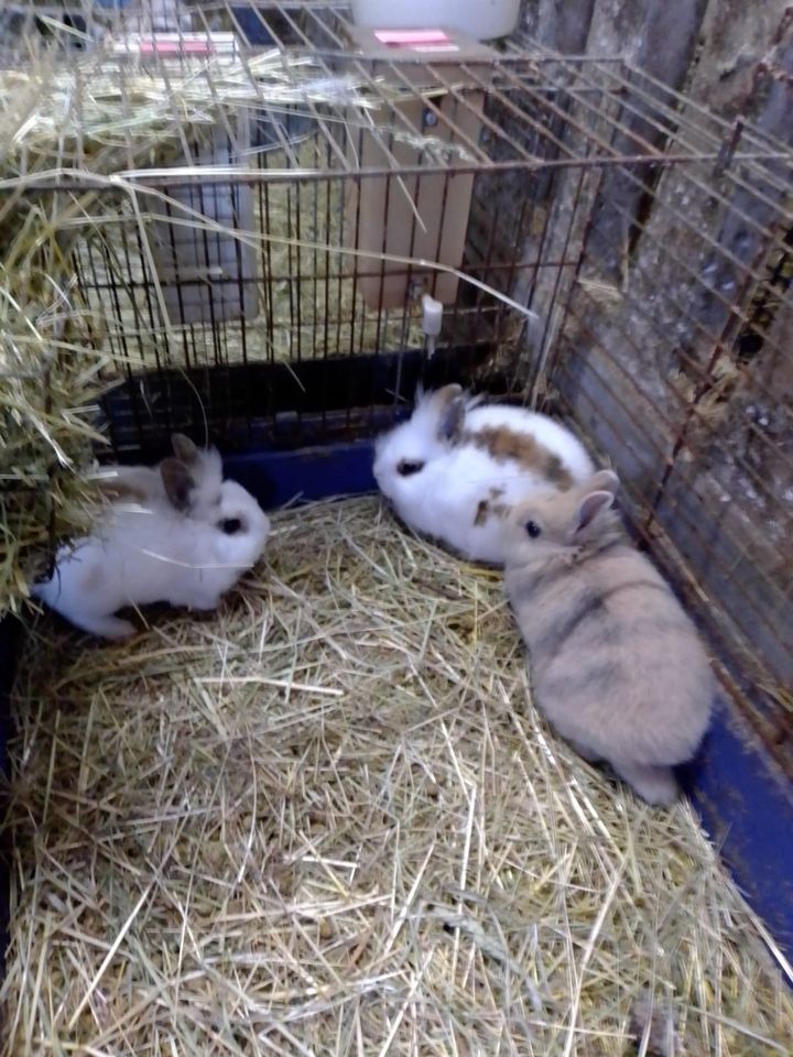 Zwergkaninchen abzugeben in Barnstorf