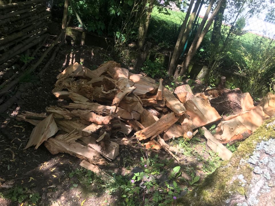 Sturm Baum Holz in Bad Kissingen