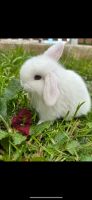 ❤️ Mini lop ❤️ Hase ❤️ Kaninchen ❤️ Babyhase❤️ Bayern - Hohenkammer Vorschau