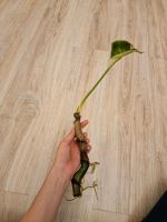 Philodendron gloriosum bewurzelt Nordrhein-Westfalen - Rösrath Vorschau