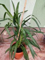 Yucca/Palmlilie, einstämmig Sachsen - Werdau Vorschau