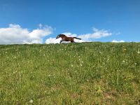 Weideplatz Sommerweide frei Pferdeweide Wiese in Brunkensen Niedersachsen - Alfeld (Leine) Vorschau