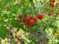 2,50€ - Rose Quartz, Tomatensamen, Multiflora Sachsen - Pirna Vorschau